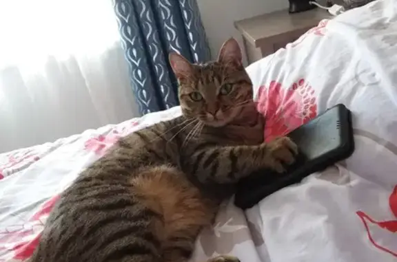 Chat perdu, Florange, photo: Chatte tigrée Romy disparue à Florange