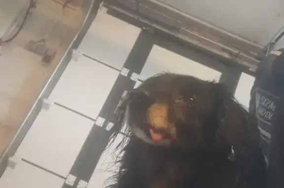 Chien trouvé Les Pieux, photo: Petit chien trouvé à Les Pieux