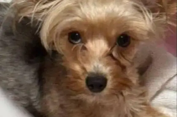 Lost Yorkie: Blonde, Merle Eye, Glenwood