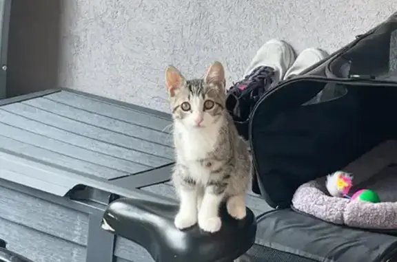 Chat perdu, Le Lavandou, photo: Chaton Savannah perdu, cicatrice nez