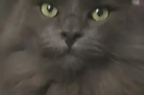 Chat gris 6 ans perdu, queue écourtée - photo
