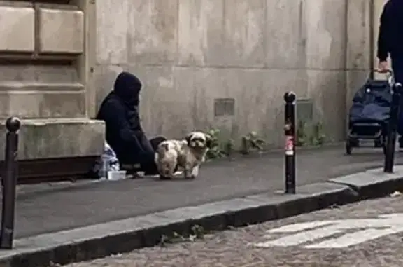 Shitzu blanc trouvé rue Ortolan, Paris - photo