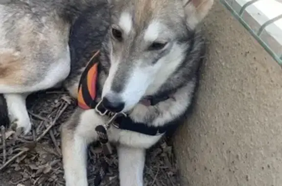 Husky gris-blanc perdu à Taurinya - photo