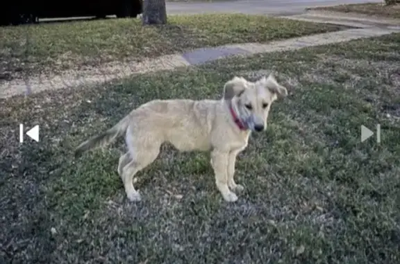 Found Sweet Puppy with Pink Collar in SA