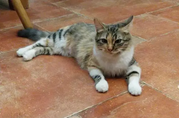 Animaux perdus , photo: Chatte isabelle disparue à Pailhes