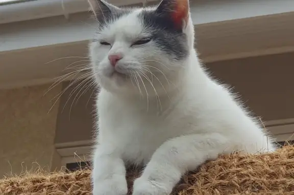 Chat perdu: Hellie, 12 ans, Cercier - photo