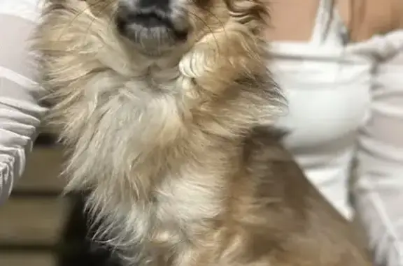 Chien perdu Payrin-Augmontel, photo : Pilou, chihuahua perdu à Payrin-Augmontel