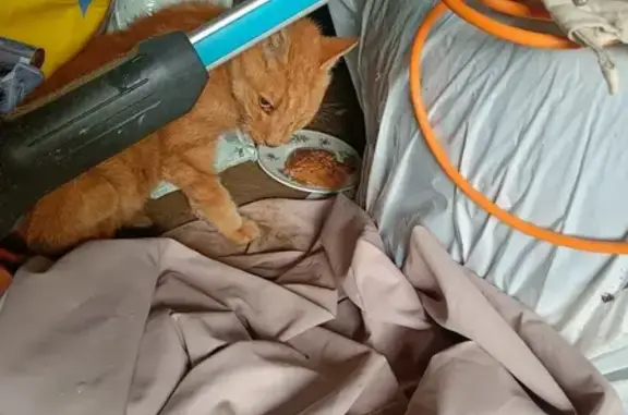 Chat roux trouvé, très maigre et affectueux - photo
