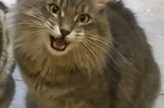 Animaux perdus Bastia, photo: Chat gris angora perdu à Bastia