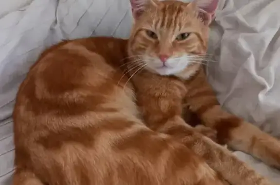 Chat roux mâle trouvé, collier vert, Dijon - photo