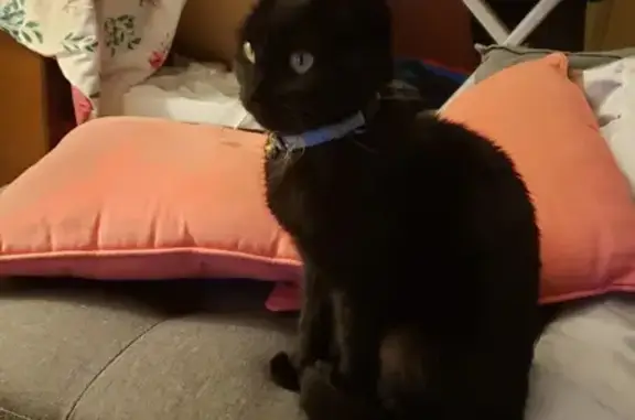 Chaton noir trouvé rue André Durouchez - photo