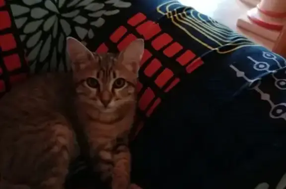 Animaux perdus Clermont-Ferrand, photo: Chatte tigrée disparue à Clermont-Ferrand