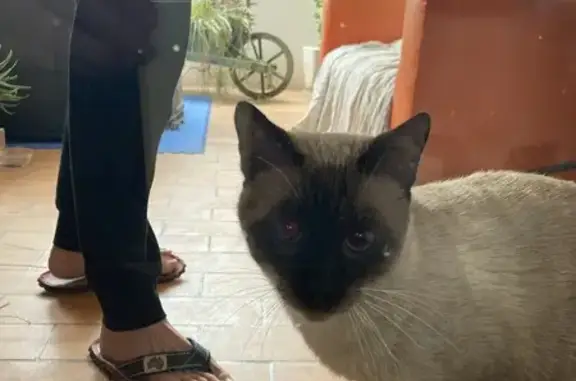 Jeune siamois mâle trouvé à Marseille - photo