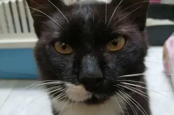 Chat mâle noir amputé trouvé affamé Tesson - photo