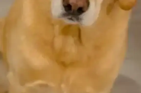 Lost: 8-Year-Old Golden Lab in East Syracuse