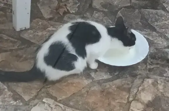 Chat trouvé , photo: Chatte blanche/noire trouvée à Labarrére