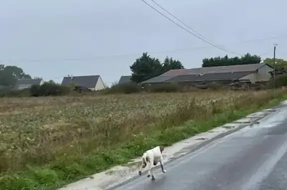 Chien perdu Thilouze, photo : Pointer anglais perdu à Thilouze