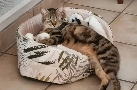 Chat perdu, , photo: Chatte européenne disparue à Kergloff