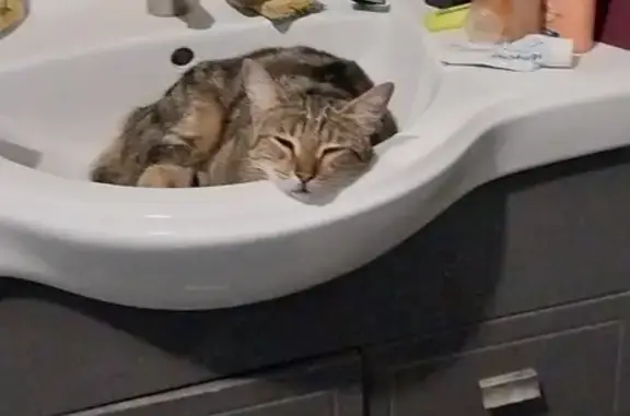 Animaux perdus Nîmes, photo: Chat tigré disparu, collier orange, Nîmes