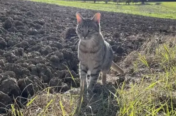 Chat perdu, Saint-André-les-Vergers, photo: Chat sociable PACO perdu, besoin médocs