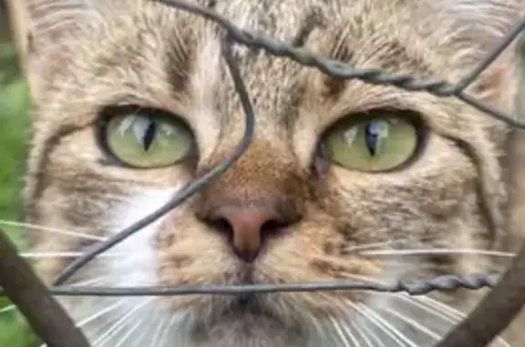 Chat trouvé sur Boulevard Jean Jaurès - photo