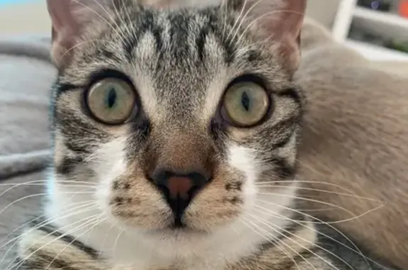 Chat perdu, Fréjus, photo: Chatte tigrée disparue à Fréjus