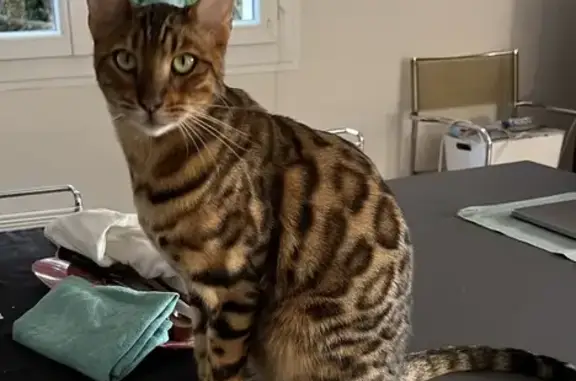 Chat perdu, Arcangues, photo: Chat bengal 2 ans perdu à Arcangues