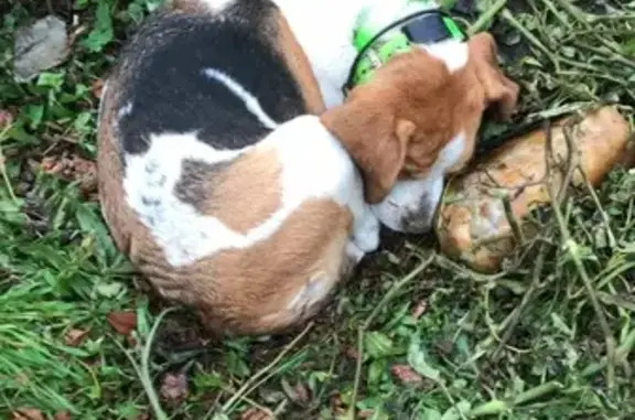 Chienne de chasse trouvée avec collier GPS - photo