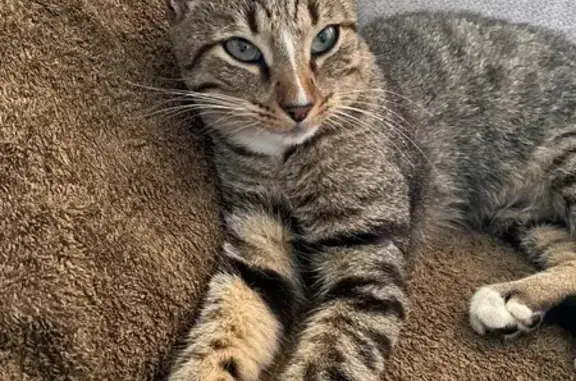 Animaux perdus Six-Fours-les-Plages, photo: Chat disparu à Six-Fours-les-Plages