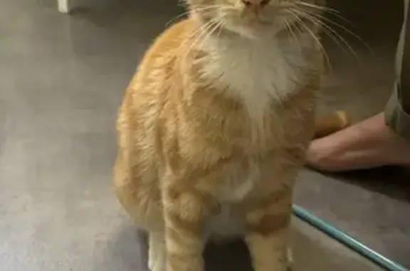 Chaton roux trouvé avec collier rouge - photo