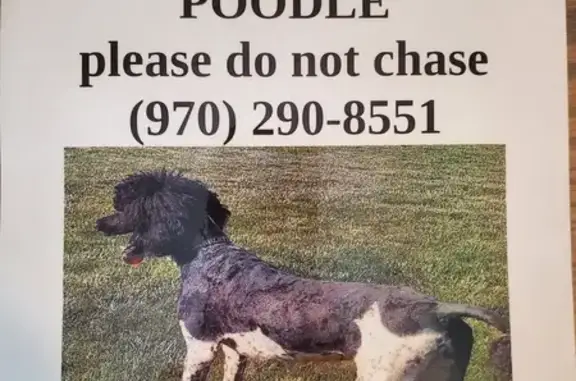 Missing: Penny the Poodle on Cornstalk Rd