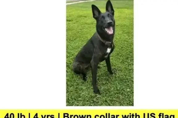 Lost: Thin Black Shepherd, Houston Area