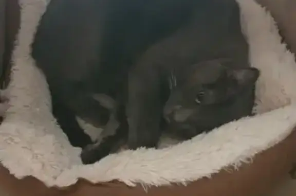 Animaux perdus Nanterre, photo: Chat européen gris perdu à Nanterre
