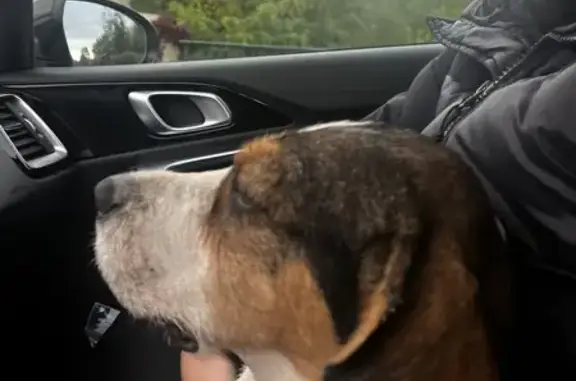 Chienne beagle gestante trouvée apeurée - photo