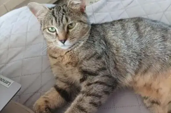 Animaux perdus , photo: Chatte sauvage disparue à Longueville