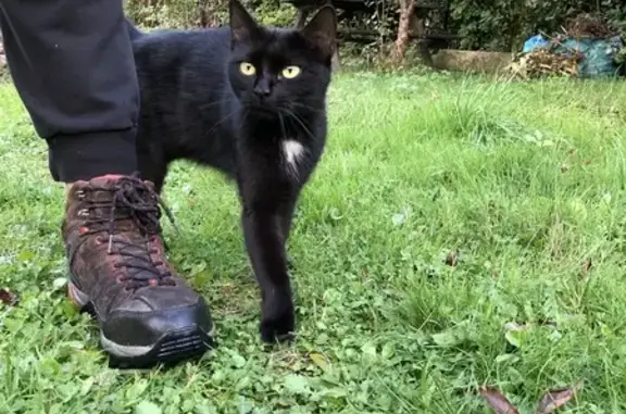 Chat noir trouvé rue de la Belette - photo