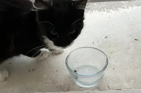 Chaton noir et blanc trouvé à Mousseaux - photo
