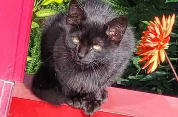 Chaton noir trouvé à Bayonne - photo