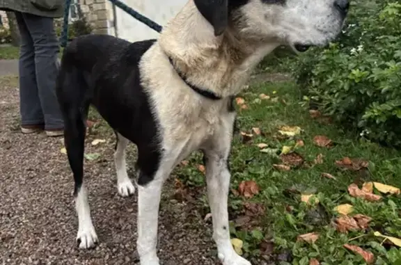 Chien trouvé , photo: Chien noir et blanc trouvé à Raveau