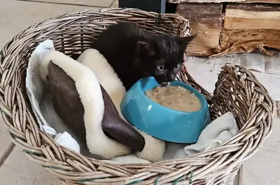 Chaton noir trouvé, à donner urgemment - photo