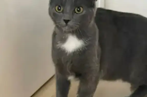 Animaux perdus Jouy-en-Josas, photo: Chatte grise Ruby perdue à Jouy-en-Josas