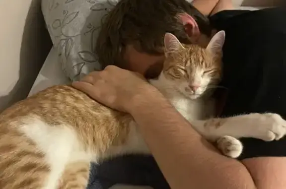 Animaux perdus , photo: Chat Una disparu le 3/10/2024, 1 an, pucée