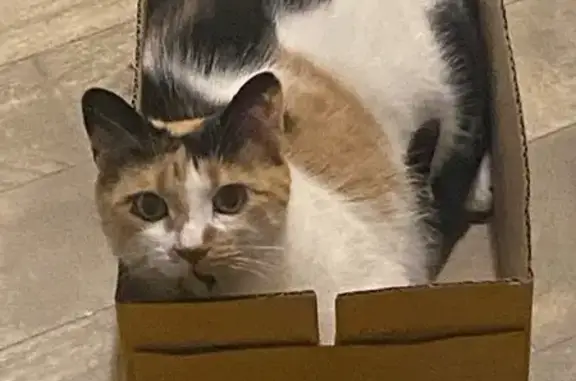 Lost Calico Cat: Oak Park Area