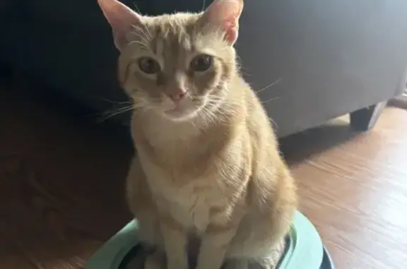 Lost Orange Tabby: Apollo in Laurel