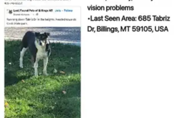 Lost Dog Angus: Help Find Him in Billings!