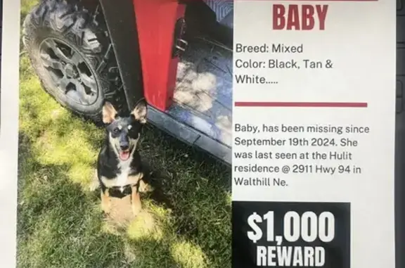 Missing Dog: Black & Tan, Walthill Area