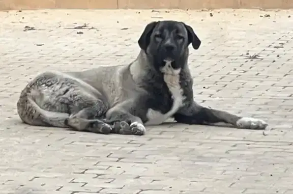 Chien perdu Le Bar-sur-Loup, photo : Berger d'Anatolie perdu à Le Bar-sur-Loup