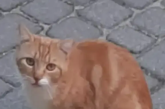 Gato naranja perdido en Parla, joven y triste