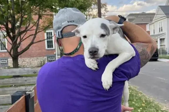 Sweet Found Puppy on Oak Street