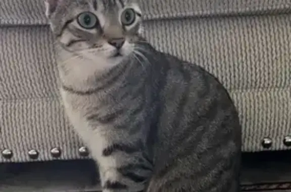 Missing Tabby Cat in Montville, NJ